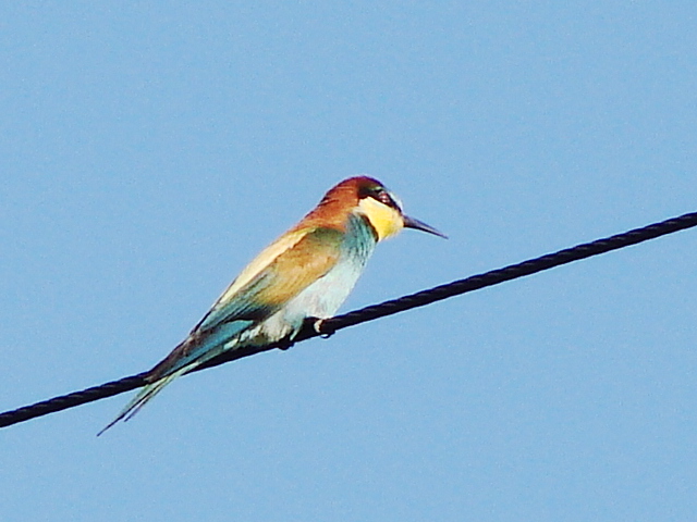 gruccione in volo